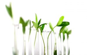 สถาบันวิจัยเทคโนโลยีชีวภาพและวิศวกรรมพันธุศาสตร์