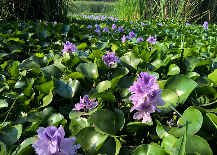 water hyacinth problem
