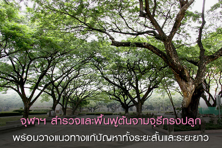 จุฬาฯ สำรวจและพื้นฟูต้นจามจุรีทรงปลูก พร้อมวางแนวทางแก้ปัญหาทั้งระยะสั้นและระยะยาว