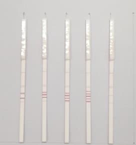 ผลการตรวจการปนเปื้อน สัตว์ 5 ชนิด ได้แก่ สุกร สุนัข แมว หนู และลิง ด้วย Strip Test