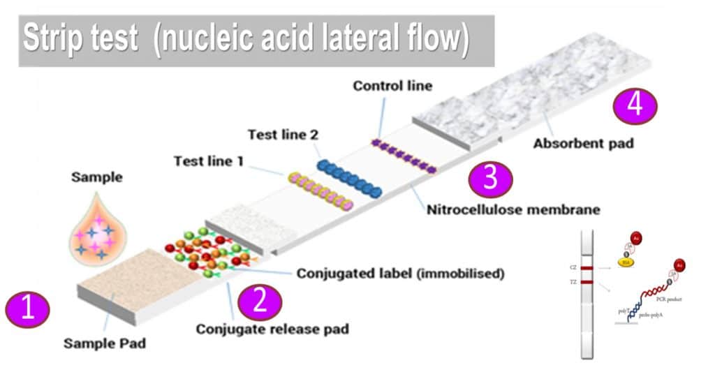 Strip test (nucleic acid lateral flow)