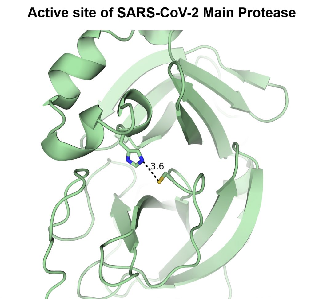 Active site of SARS-CoV-2 Main Protease