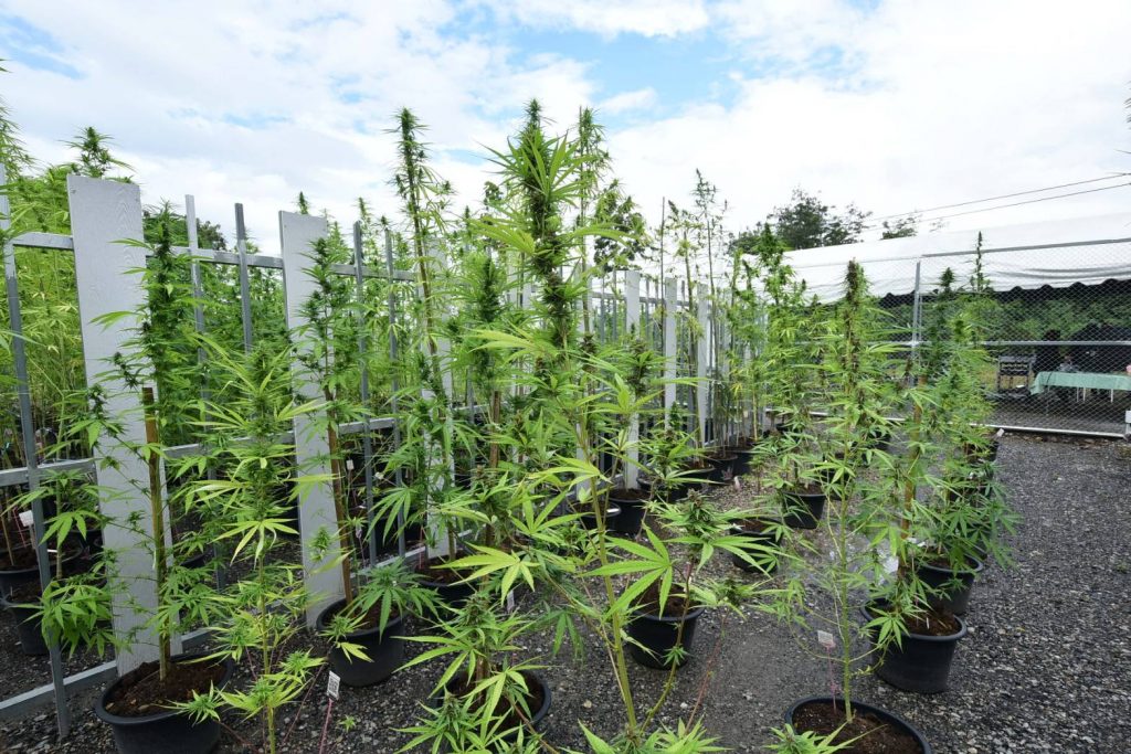 A pilot greenhouse cannabis project, Chula Saraburi campus