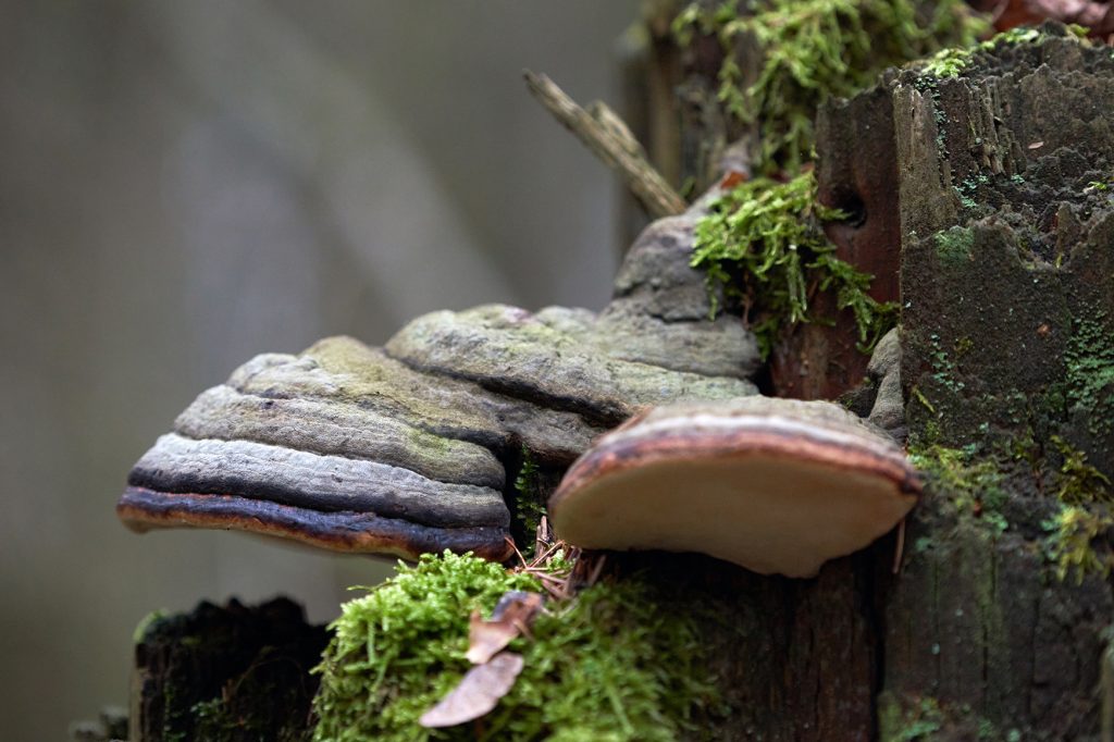 Thai Phellinus Mushroom (Phellinus linteus)