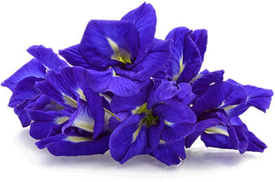 butterfly pea