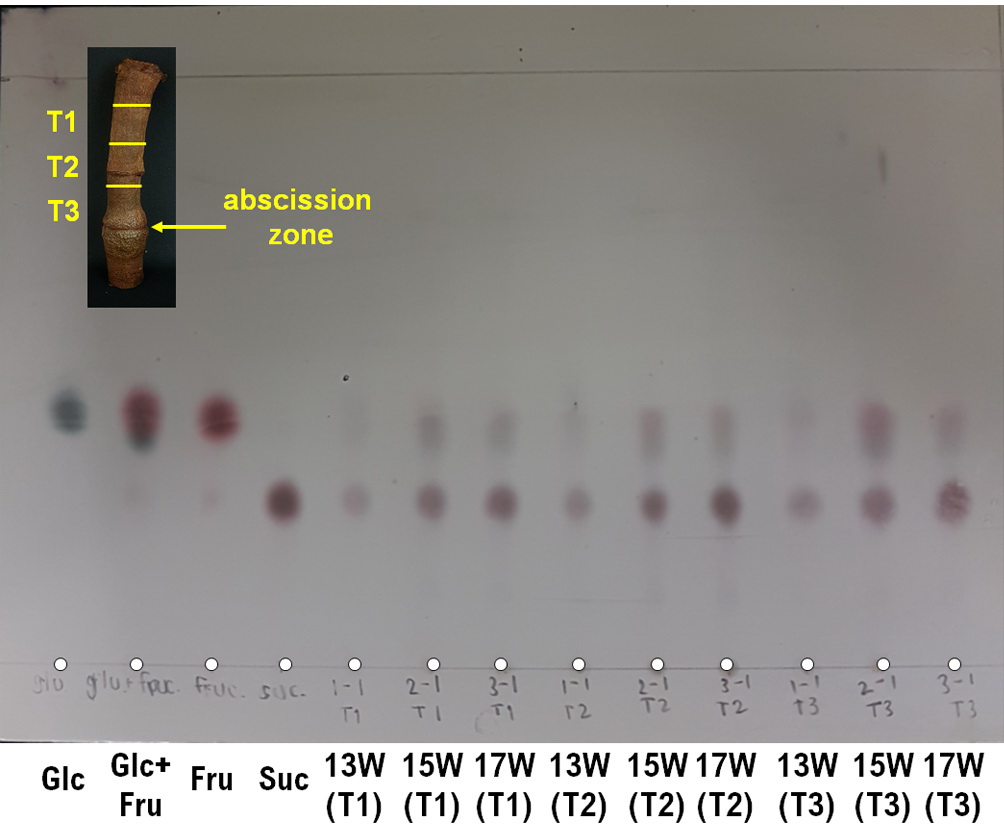 Research on the liquid in durian stem