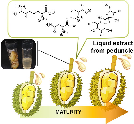 Research on the liquid in durian stem