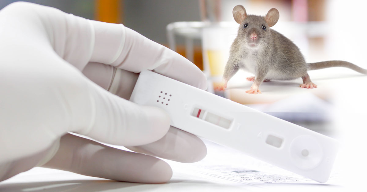 Researchers Develop Quick, Inexpensive Leptospirosis Test