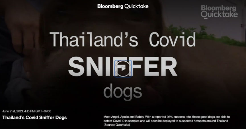 Thailand’s Covid Sniffer Dogs