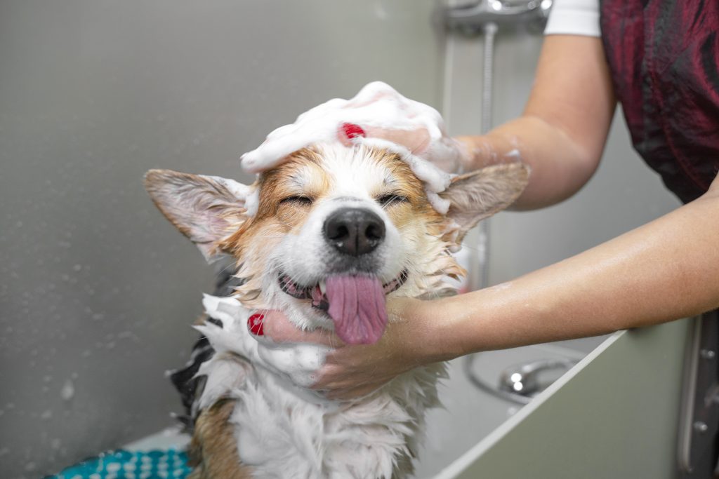 การอาบน้ำสัตว์เลี้ยง