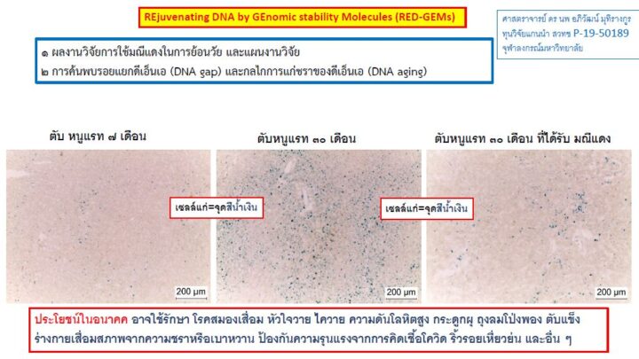 รูปประกอบการวิจัยโมเลกุลมณีแดง