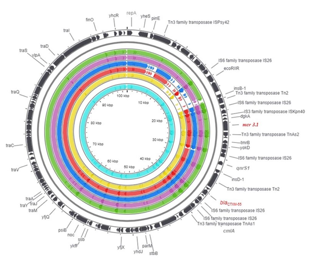 Genetic structure of plasmids containing drug resistance regulating genes in pigs.