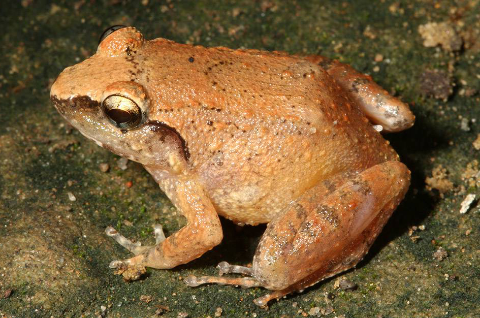 Bago Bamboo Forest Frog (Limnonectes bagoyoma)