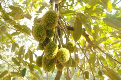 young durian fruits