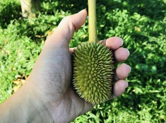 young durian fruits