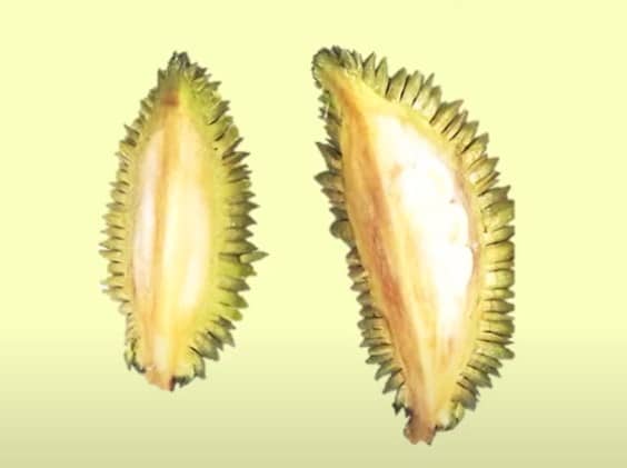 The interior of the young durian