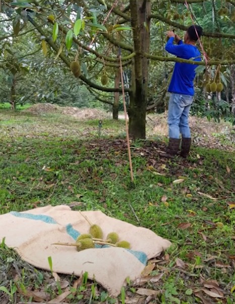 Young durian discarded by the growers