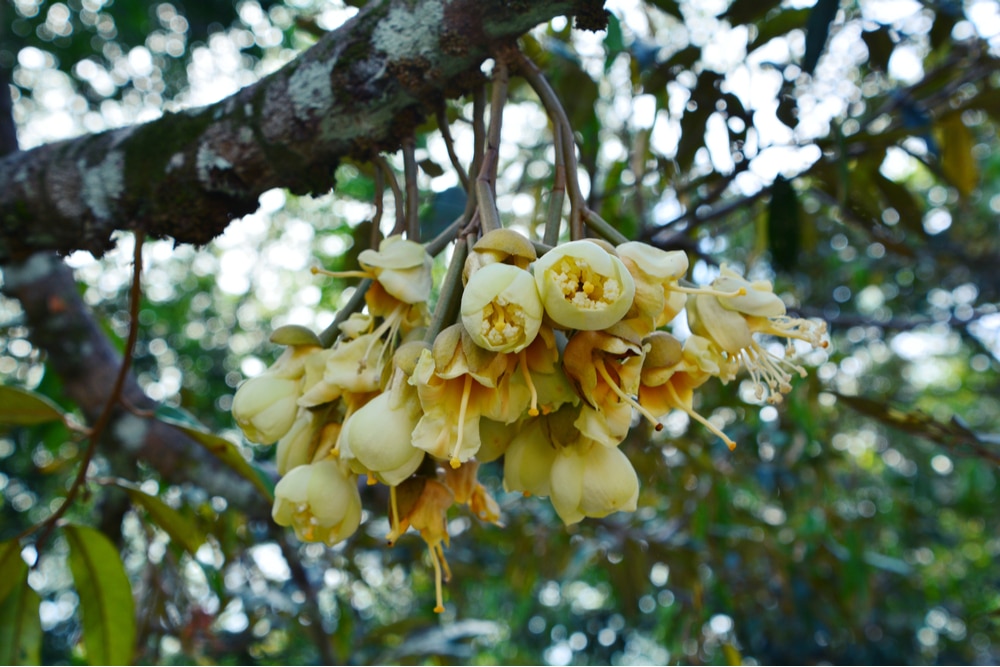 durian flowers