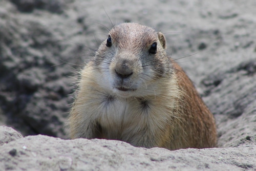 Prairie Dog