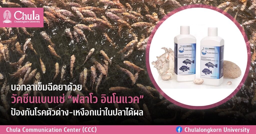 วัคซีนแบบแช่ ฟลาโว อินโนแวค Flavo Innovac