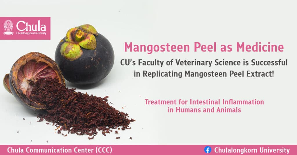 Mangosteen-Peel-Treating-Intestinal-Inflammation