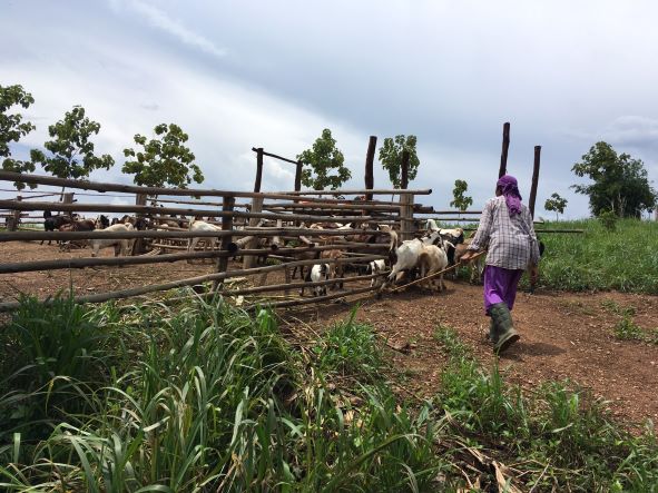 Ruminant Production Model in Nan Province