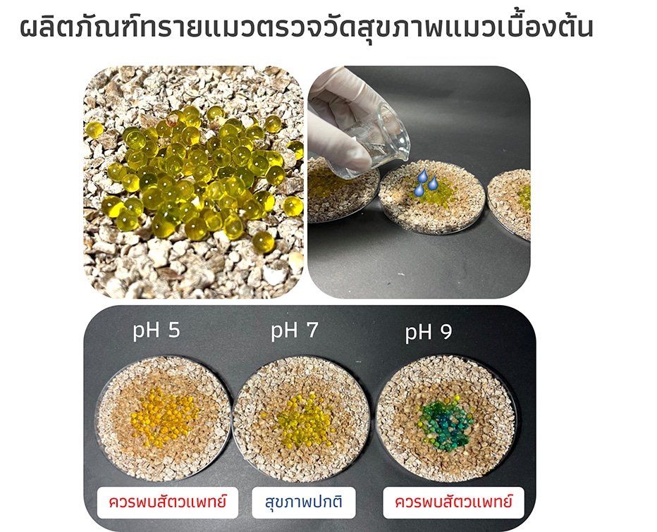 ผลิตภัณฑ์ทรายแมวตรวจวัดสุขภาพแมวเบื้องต้น