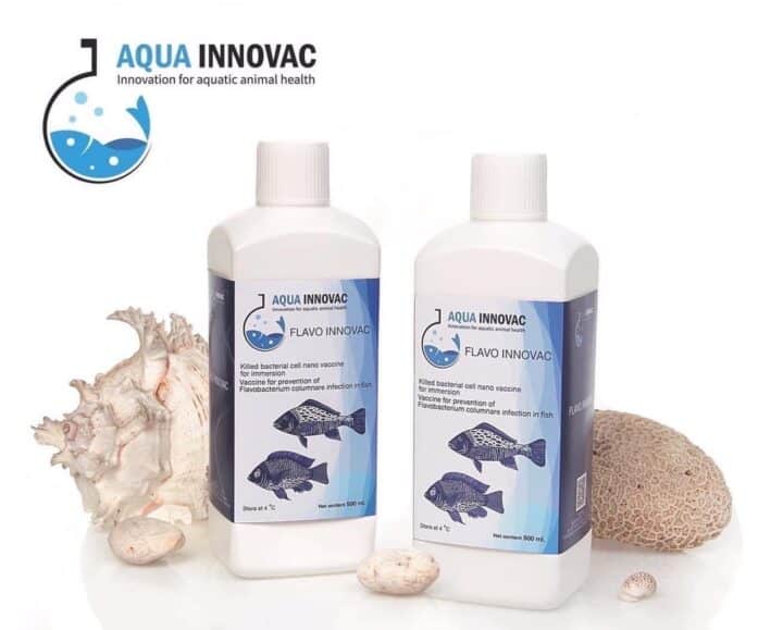 Say Goodbye to Fish Vaccine Injection with “FLAVO INNOVAC” Nano Vaccine for Immersion The