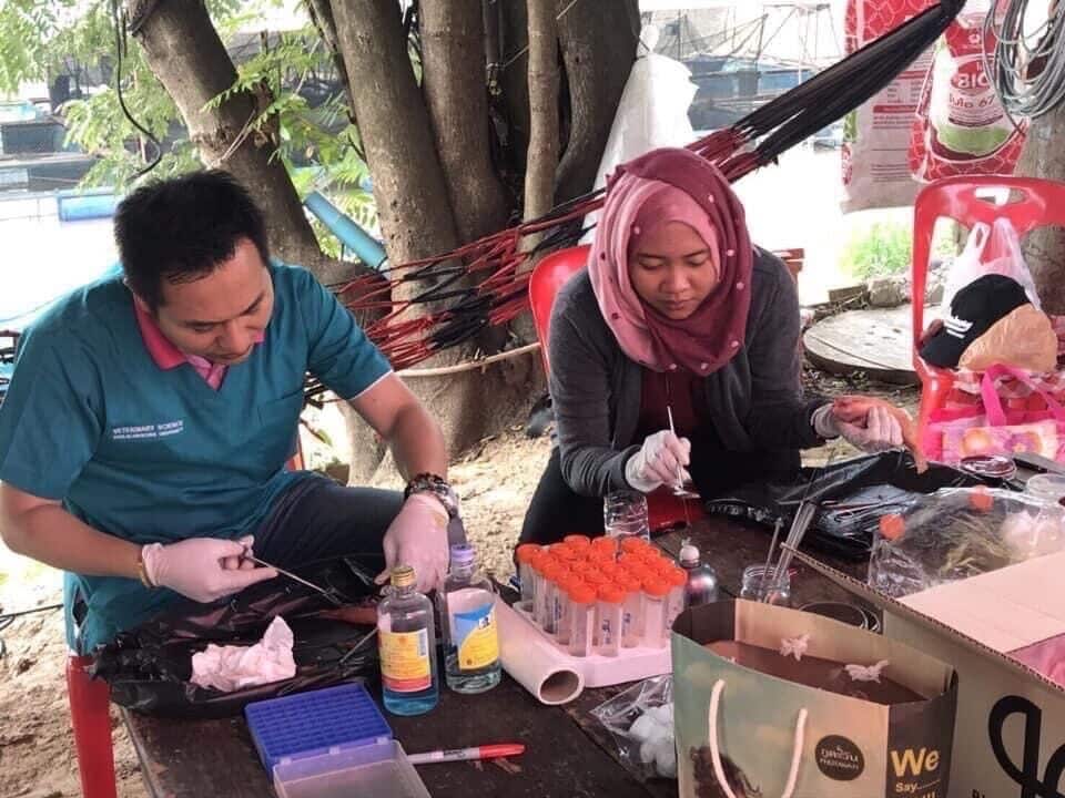 Health checks for fish prior to vaccination