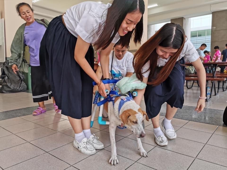 Chula Vet Students help Stray Dogs