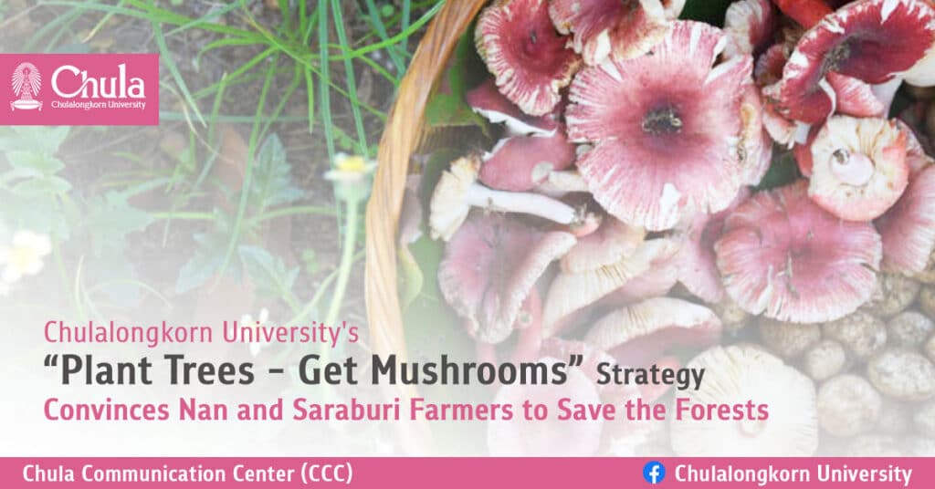 Plant-Trees-Get-Mushrooms-Strategy-to-Save-Forests