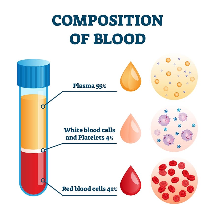 composition of blood