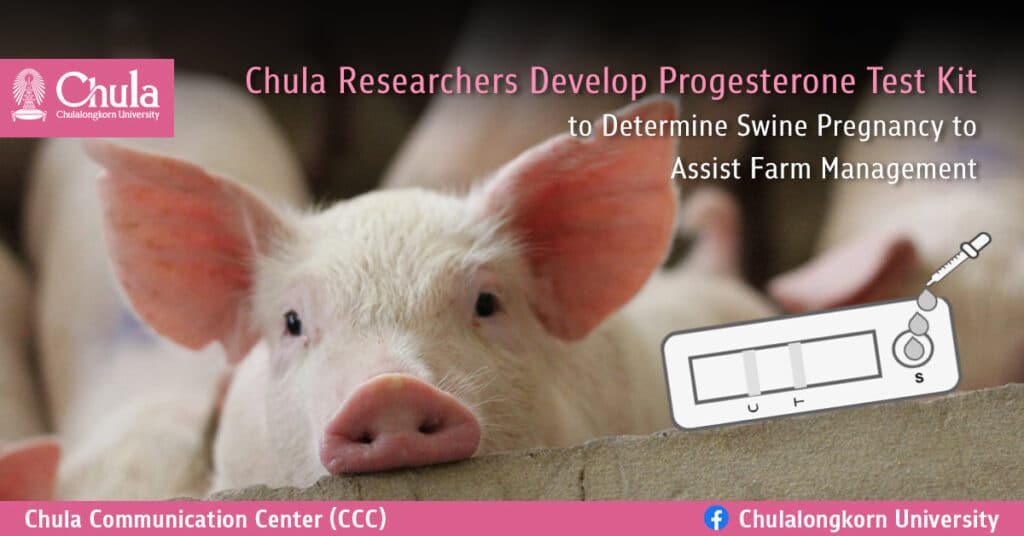 Chula Researchers Develop Progesterone Test Kit to Determine Swine Pregnancy to Assist Farm Management
