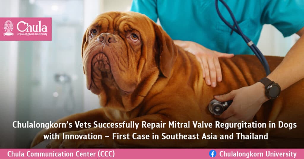Repair Mitral Valve Regurgitation in Dogs