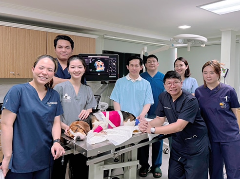 team members of open-chest surgery in dogs