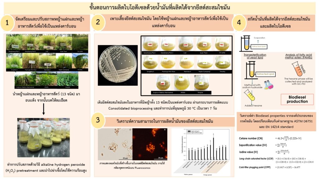 The process of producing biodiesel using oil produced from fat-accumulating yeast.