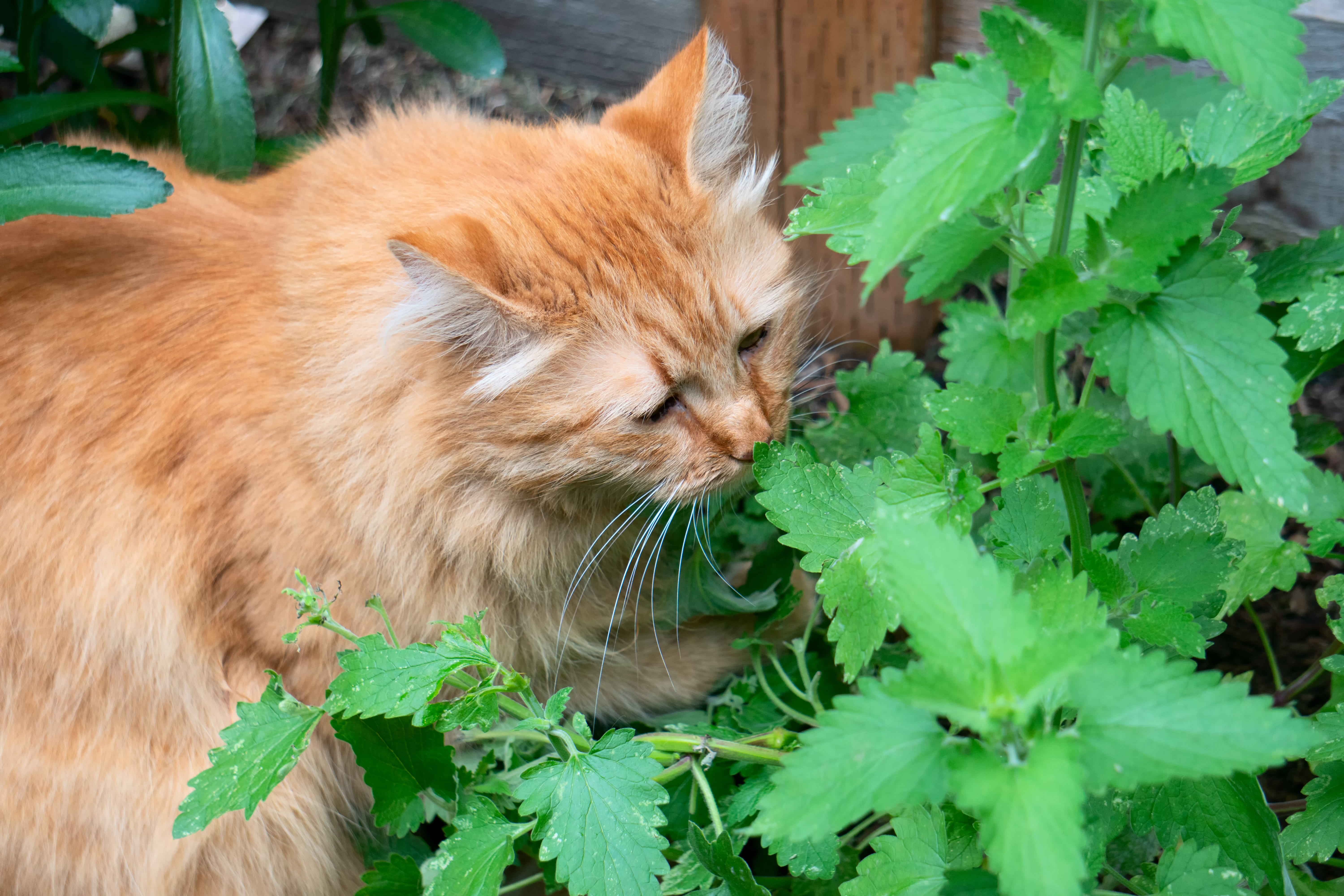 Chulalongkorn Vet Explains How “Catnip” -- “Acalypha Indica” Differ 