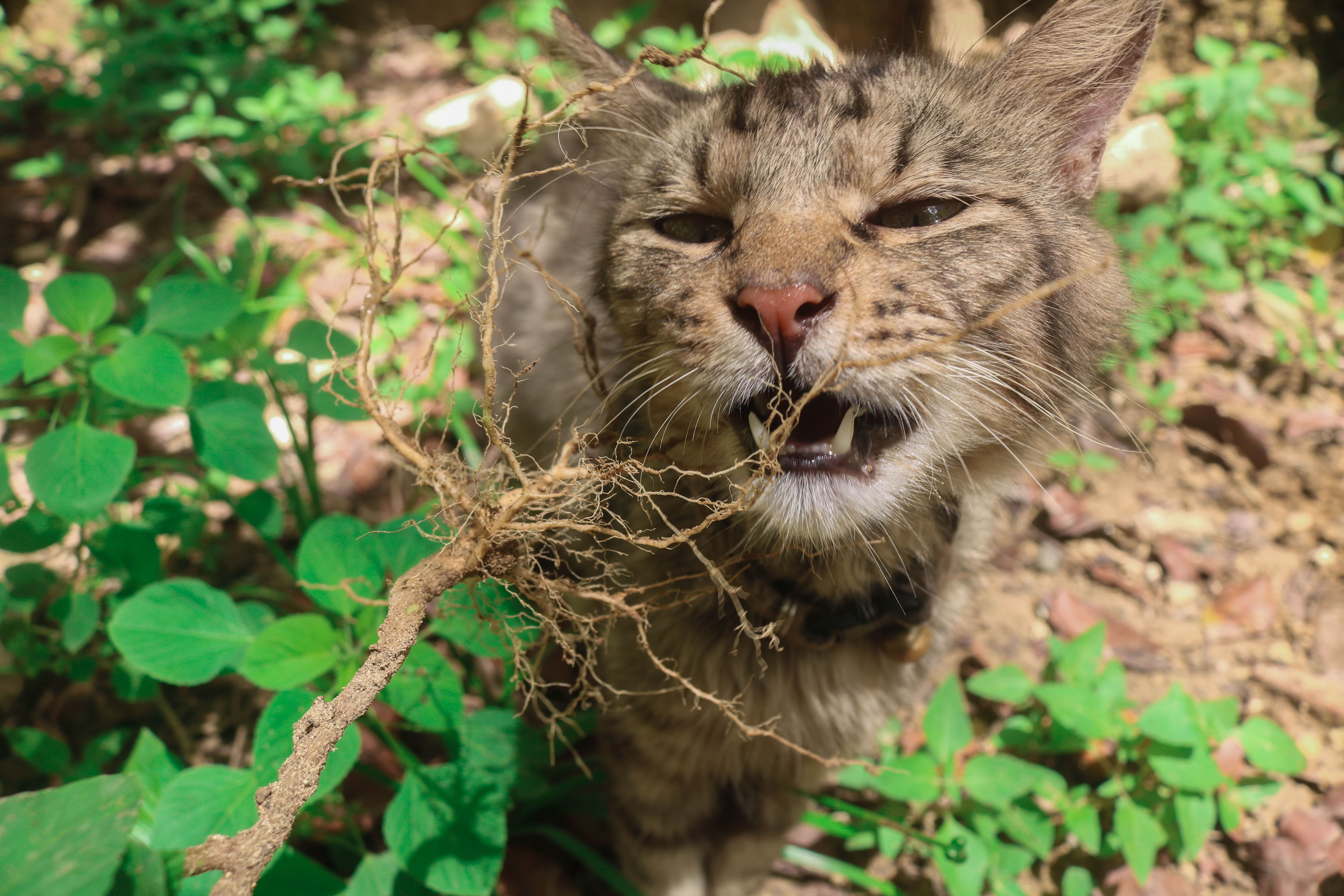 Chulalongkorn Vet Explains How “Catnip” -- “Acalypha Indica” Differ 
