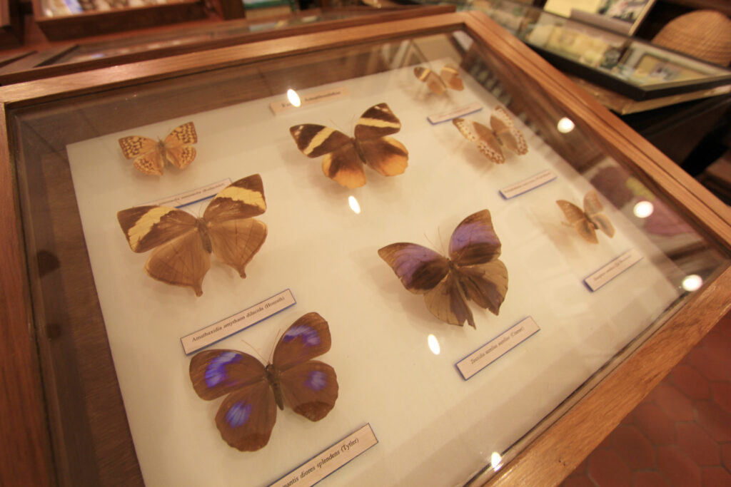 พิพิธภัณฑ์แมลง  Insect Museum 