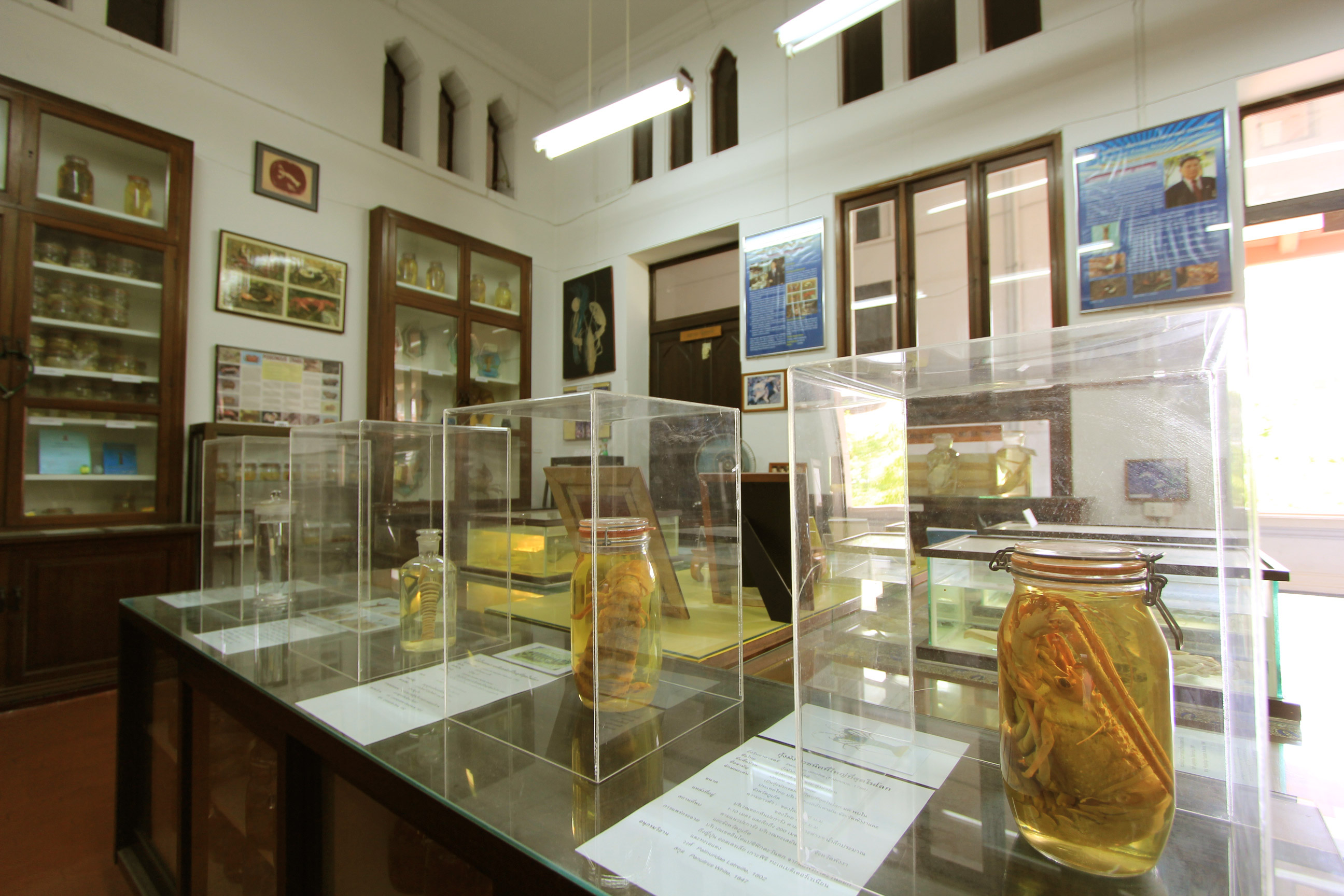 พิพิธภัณฑ์สัตว์ไม่มีกระดูกสันหลัง  Invertebrate Museum 