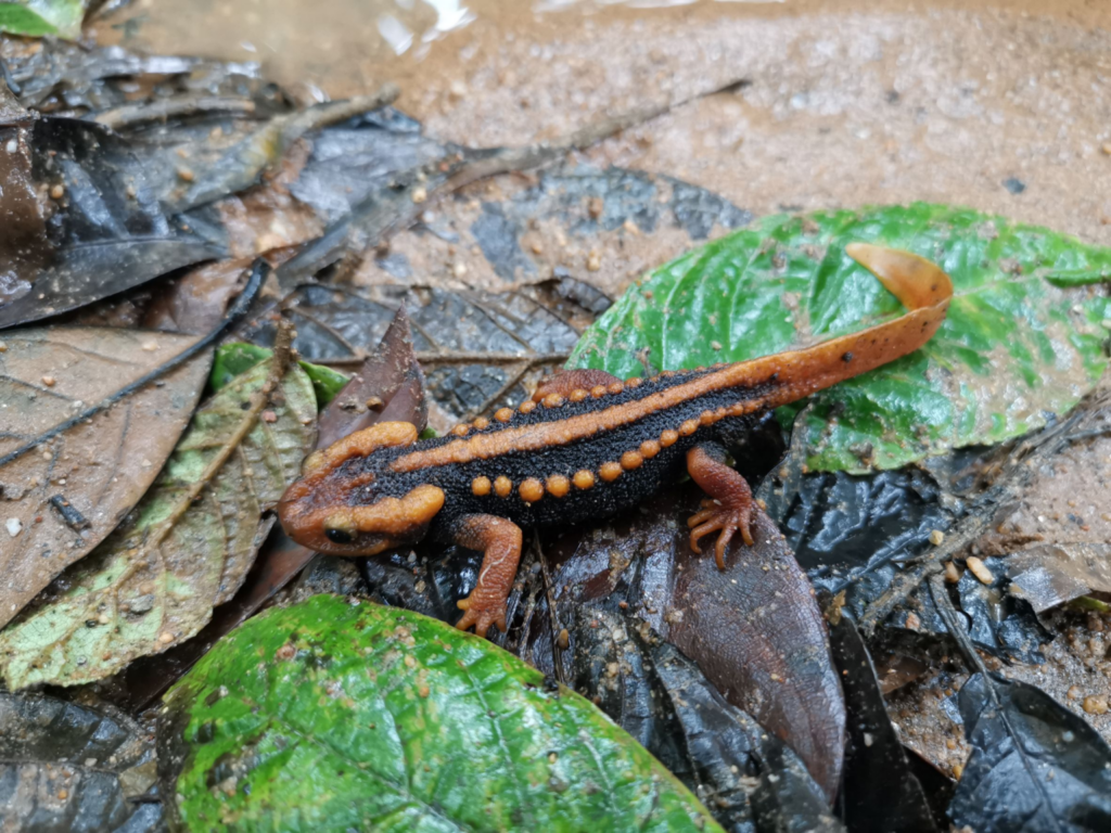 Chula Discovered New Crocodile Newt Species at Doi Soi Malai