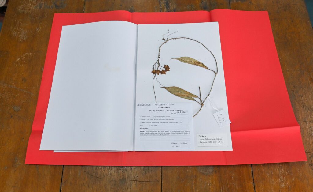 ตัวอย่างต้นแบบของ Hoya phuluangensis Kidyoo ที่ ศ. ดร.มานิต คิดอยู่ พบที่เขตรักษาพันธุ์สัตว์ป่าภูหลวง จังหวัดเลย เมื่อปีพ.ศ. 2551