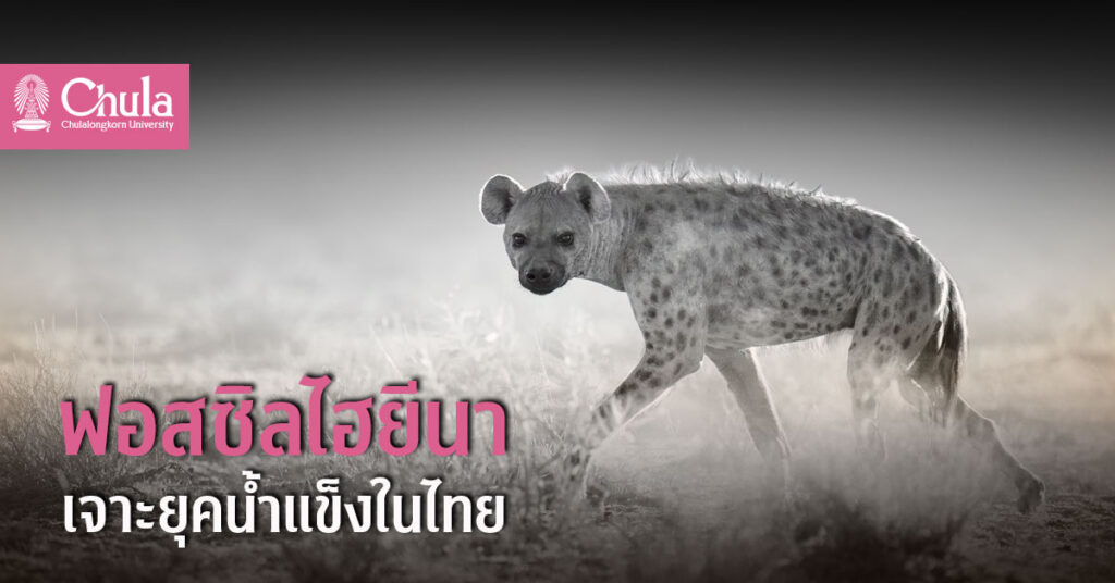 ฟอสซิสไฮยีนา