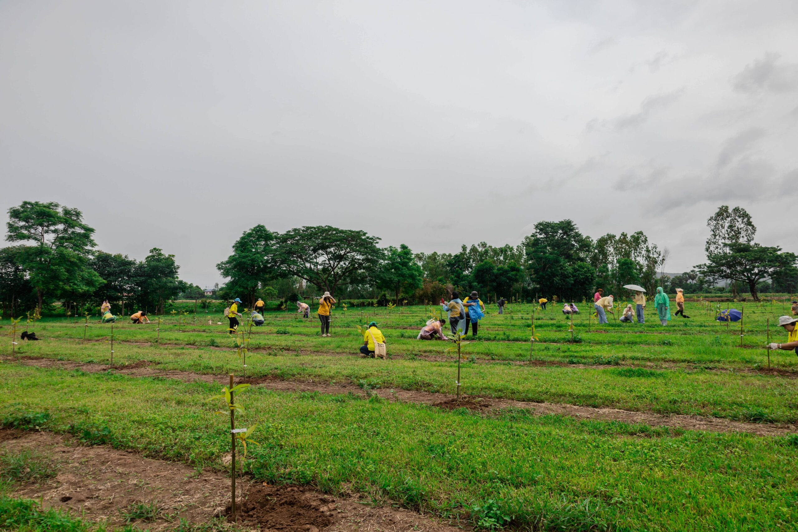 Chula’s Reforestation Project Achieves Highest Carbon Sequestration Rate Among Thai Universities 