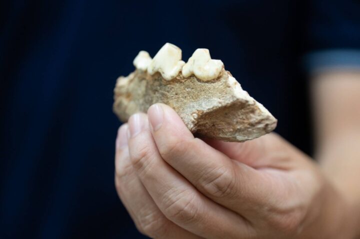 The spotted hyena fossil is a premolar tooth.
It is pointed and well-preserved.
ฟอสซิลของไฮยีนาลายจุดเป็นฟันกรามน้อยด้านบน 
มีลักษณะเป็นปุ่มแหลมและยังอยู่ในสภาพสมบูรณ์