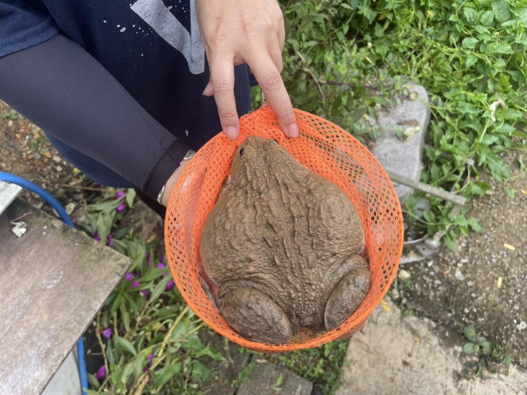 Chula’s Rugose Frog Farming Initiative Helps Nan Farmers Build Sustainable Incomes 