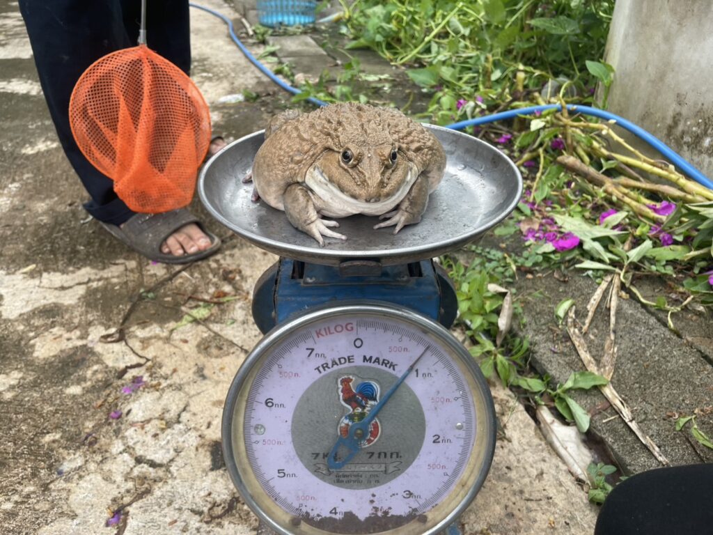 Chula’s Rugose Frog Farming Initiative Helps Nan Farmers Build Sustainable Incomes 