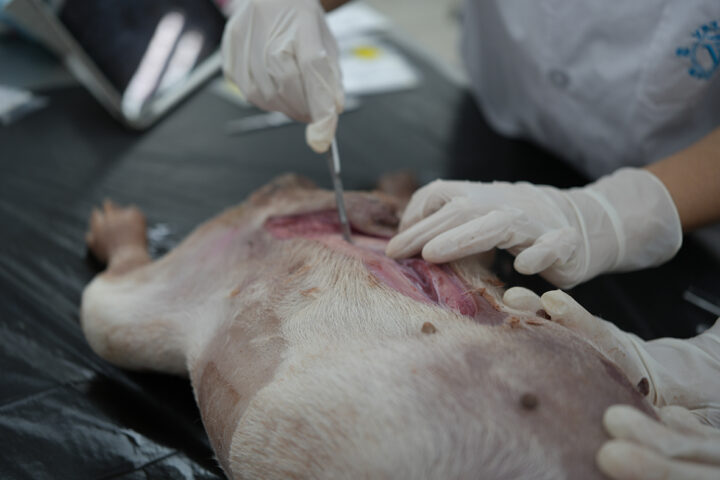 การใช้ Zero Formalin รักษาร่างสัตว์เพื่อลดปัญหาสุขภาพของนิสิต และบุคลากร