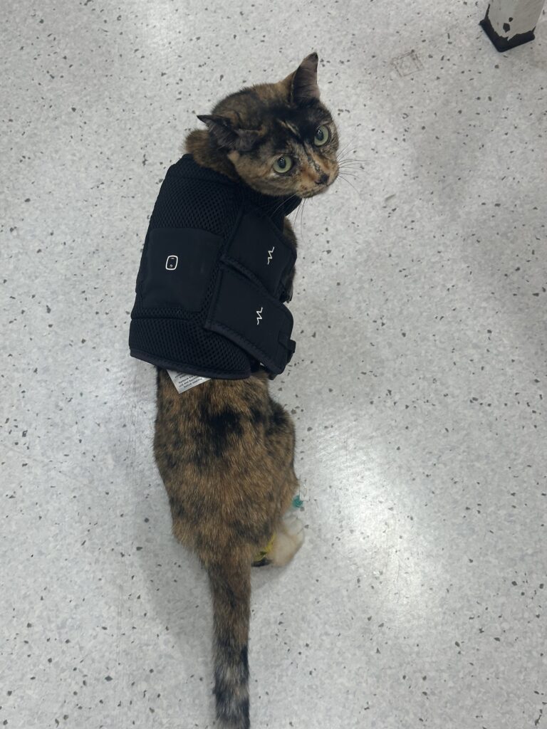 Chula Veterinarians Achieve National First with Pacemaker Implant in a Cat