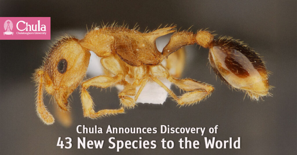 Chula Announces Discovery of 43 New Species to the World 